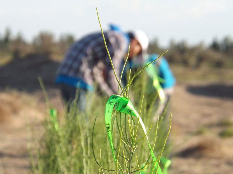 7��14����������ҁ�(l��i)�������֌���ٛ(z��ng)�ߵľG�z��ϵ��������������ͽz�����(y��ng)�����ҫ���W���Gɫ�Ĺ�â��