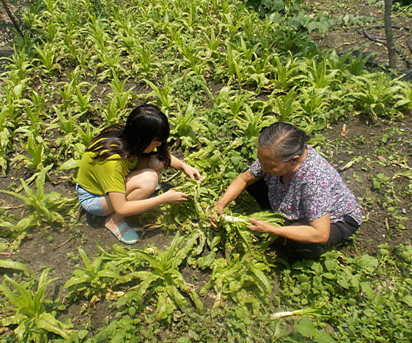 ��������æ�_�y��ժ�Ĳ˲��ϸ���ժ��Ч�ʵ�����(j��ng)�^������Ϥ��ָ��(d��o)���ܿ�꠆T���M(j��n)���ˠ�B(t��i)��