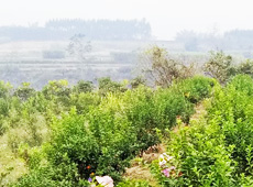 �������ܵ��l(xi��ng)�����ǰ���ӷ��s����������ؚ�F����С����ͨ�^���������(y��u)���Ľ�(j��ng)��(j��)��������׃��ؚ�F��ò������̽۴��S������ɵ��r(n��ng)��@�����S������롭