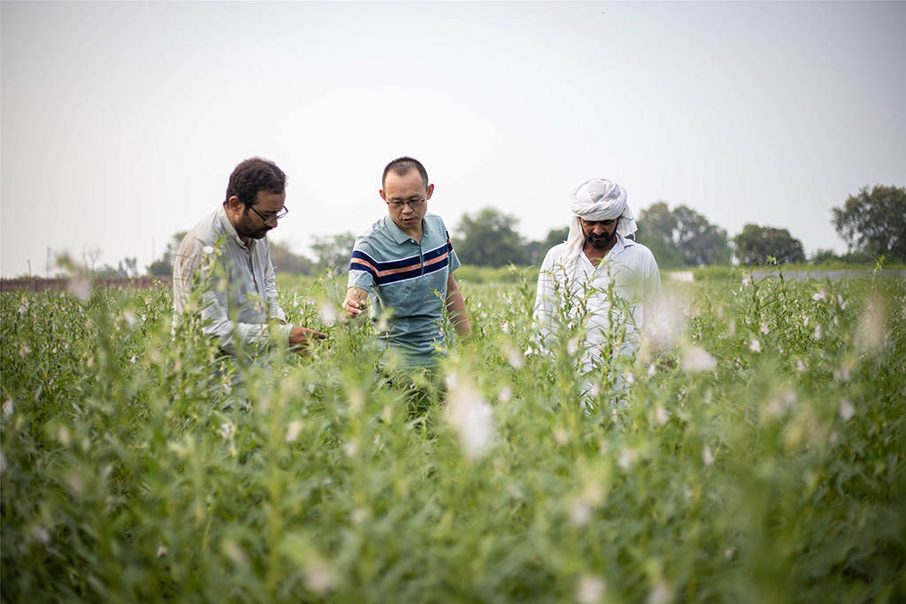 中巴經(jīng)濟(jì)走廊農(nóng)業(yè)合作中心芝麻種植園（拉合爾）。（人民網(wǎng)記者 薛丹攝）