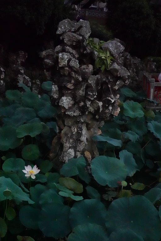 盧廉若公園的假山石。人民網 唐佳 攝