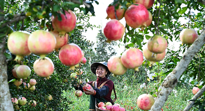 云南硯山：采摘石榴