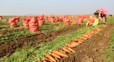 河南鄢陵：胡蘿卜喜豐收